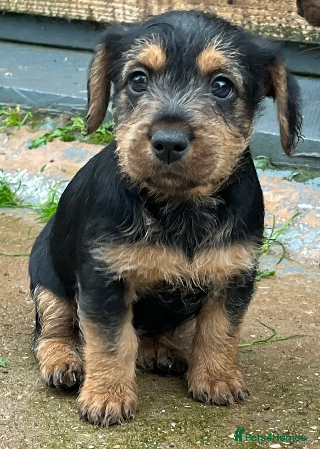 Mixed Breed dogs for sale: Lakeland x Russell puppies - Image 9