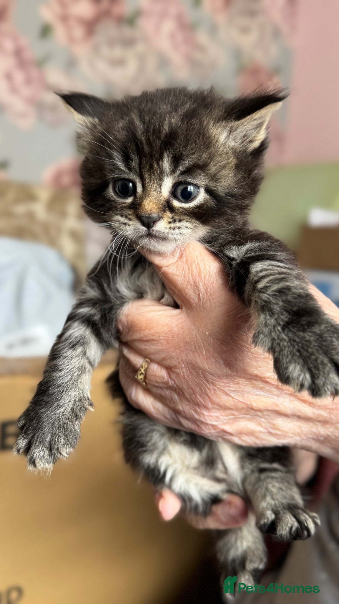 Maine Coon cats for sale: Persian x Maine Coon in Ipswich - Advert 4