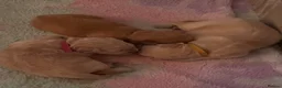 Golden Retriever dogs for sale: Beautiful Golden Retriever Puppies  - Advert 12