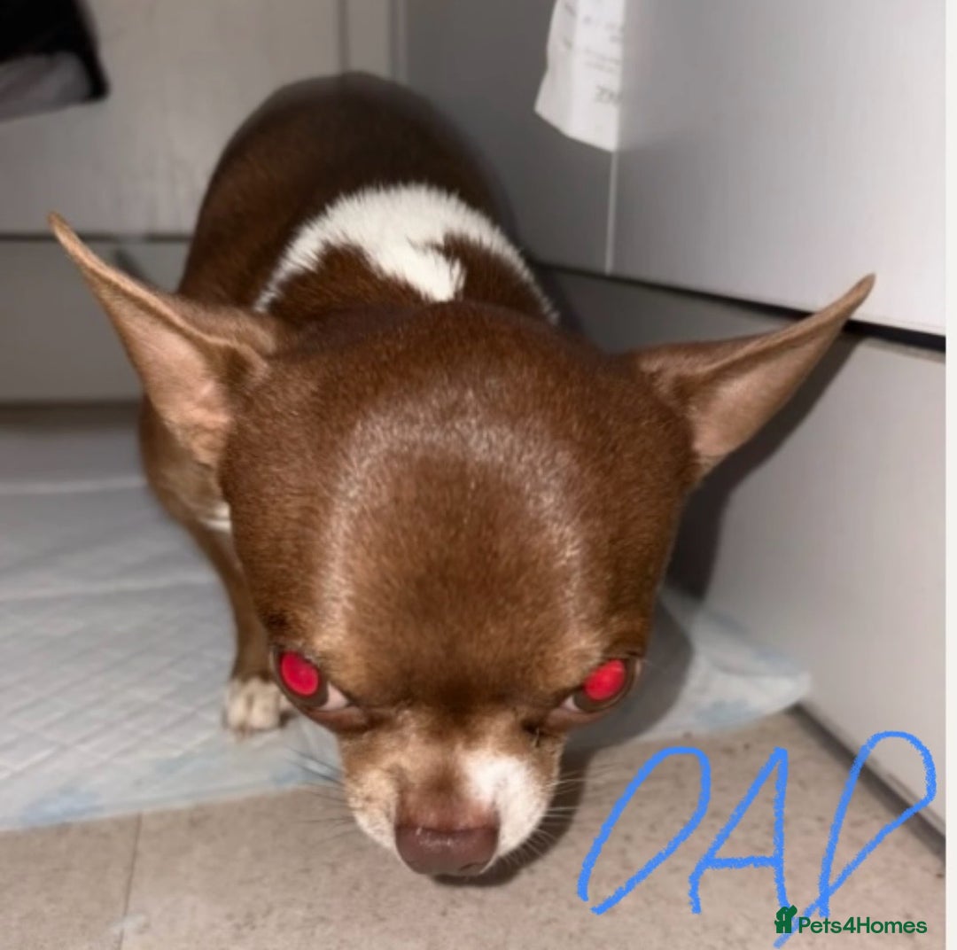 Chihuahua dogs for sale: 💕Stunning chihuahua pups 💕 - Image 8