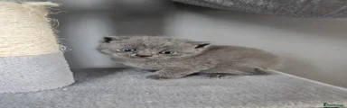 British Shorthair Kitten 4