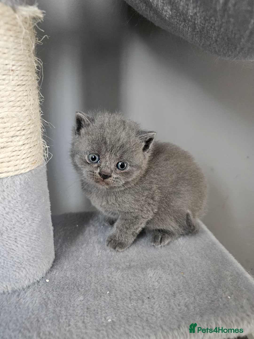 British Shorthair cats for sale: Simba - Advert 2