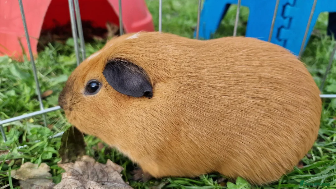 Guinea Pig rodents for sale: California x male 6m and baby boy - Advert 2