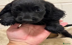 Cocker Spaniel dogs for sale: Beautiful cocker spaniels puppies for sale - Image 7