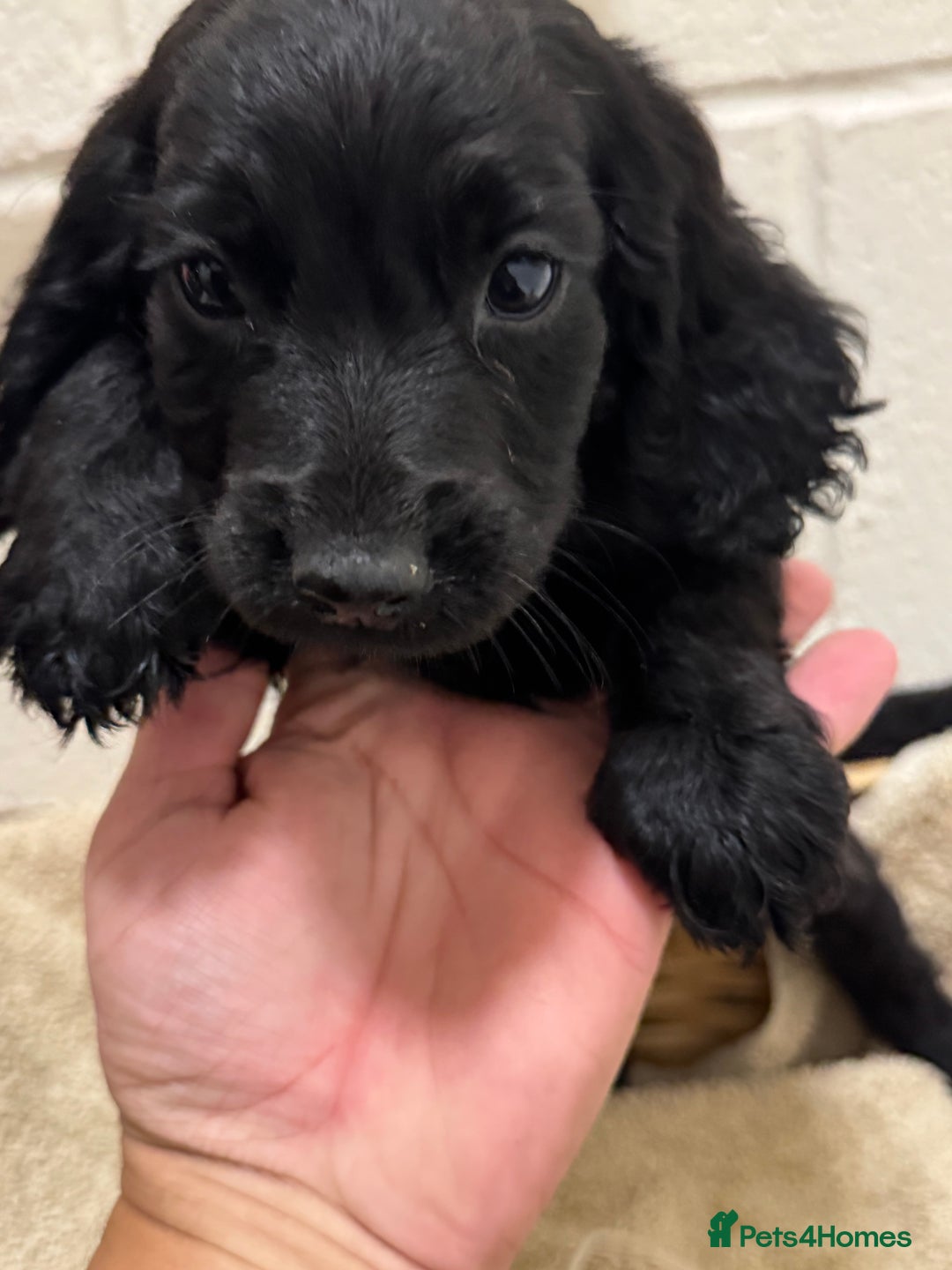 Cocker Spaniel dogs for sale: Beautiful cocker spaniels puppies for sale - Image 7