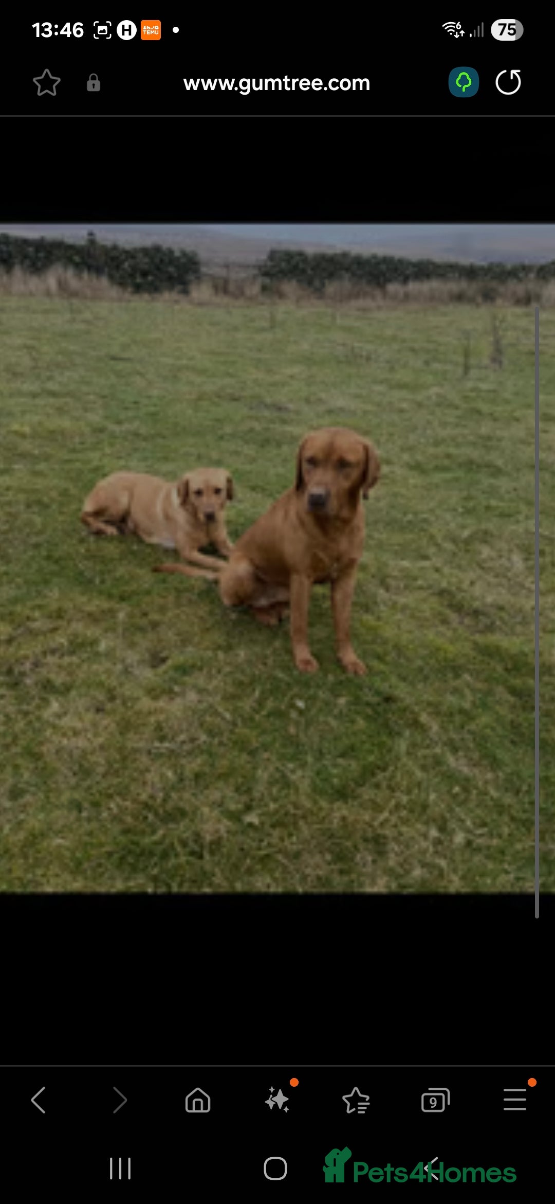 Labrador Retriever dogs for sale: Labrador puppy 8 weeks old - Image 2