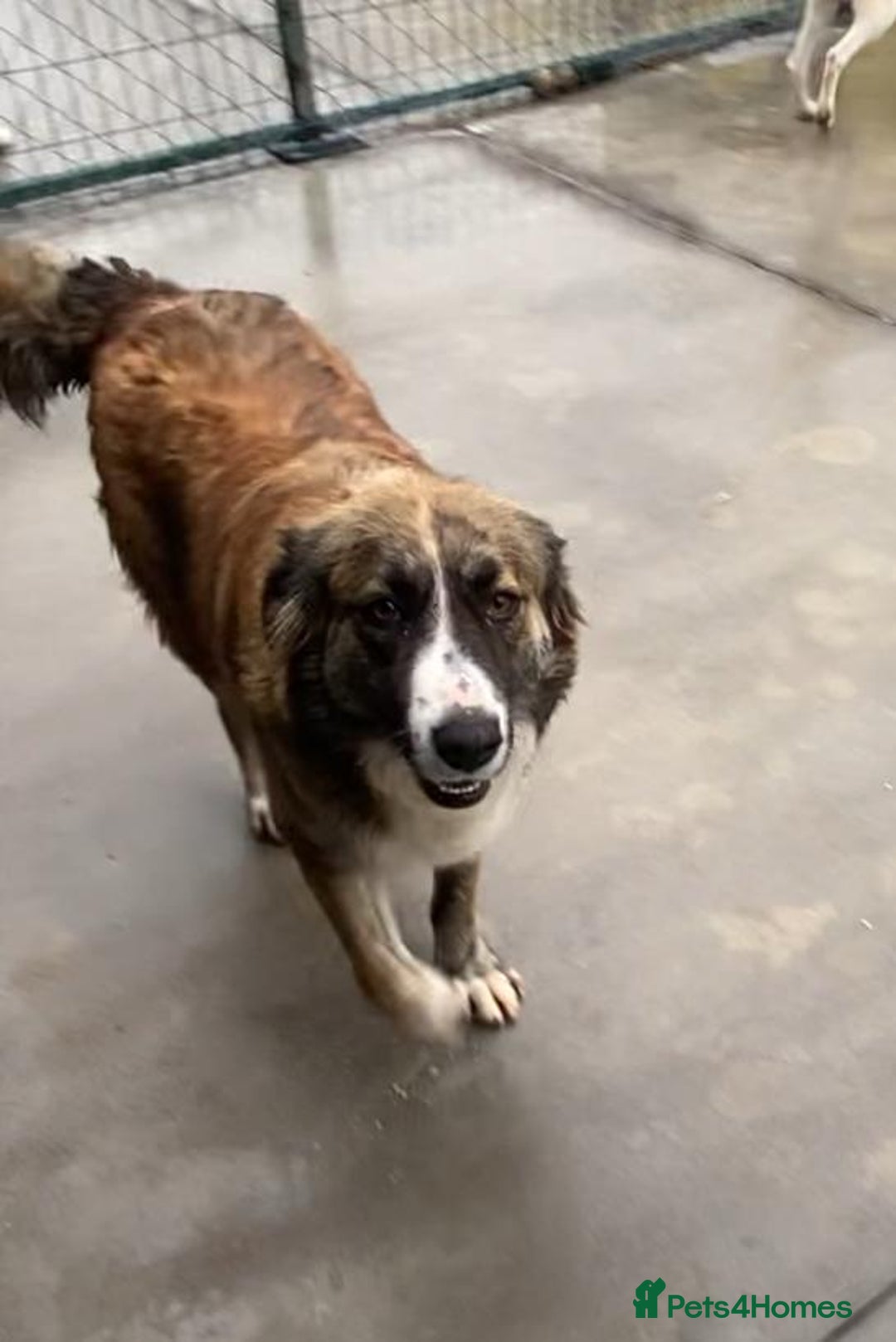 Mixed Breed dogs for adoption: Kiki, 6 yrs approx. Available for adoption. - Advert 5