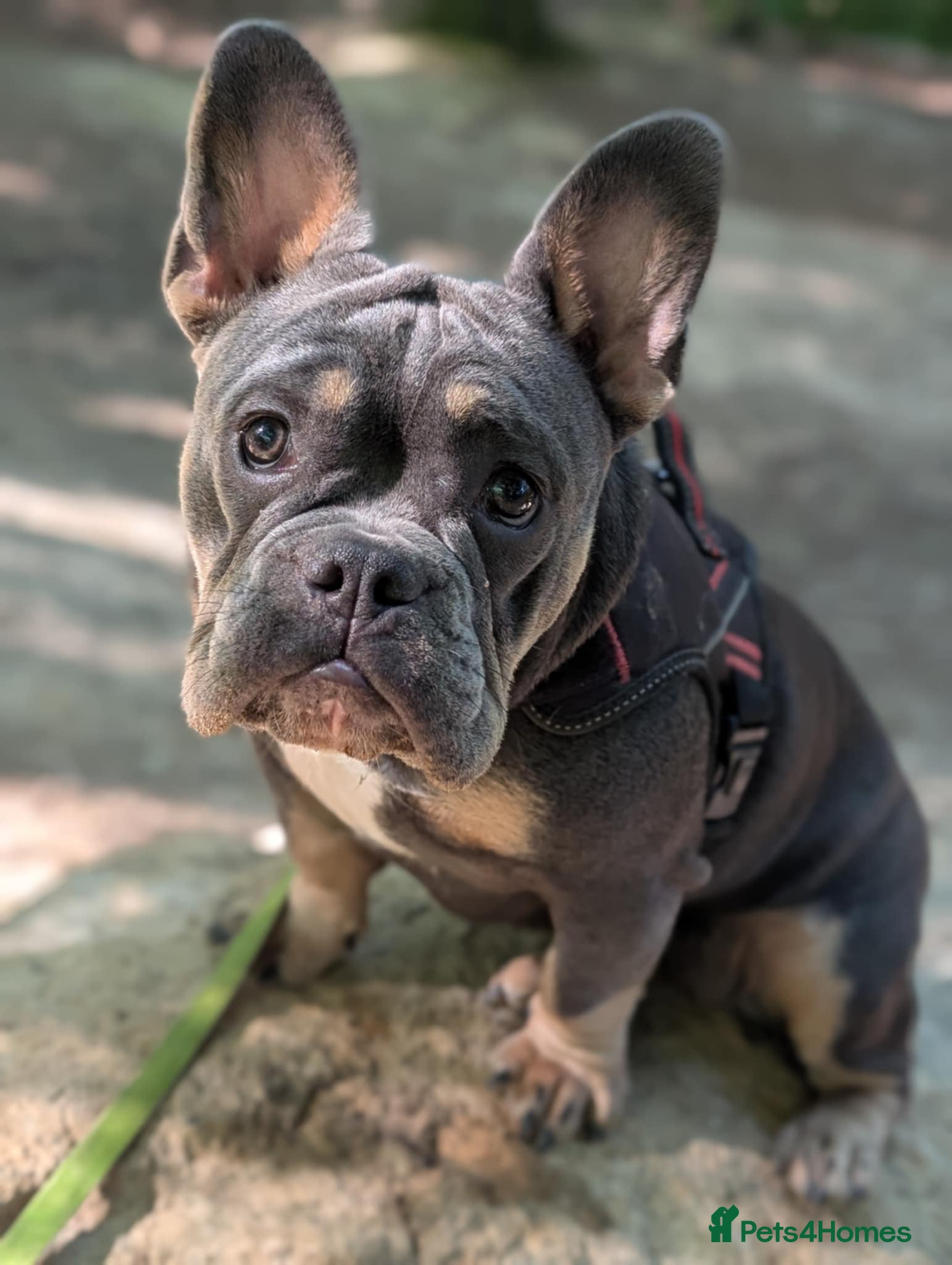 Mixed Breed dogs Maggie frenchy x - Advert 1