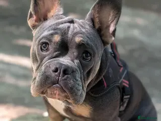 Mixed Breed dogs Maggie frenchy x - Advert 1