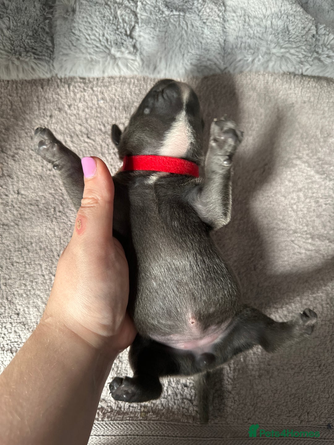 Staffordshire Bull Terrier dogs for sale: Quality Blue Staffies - Image 27