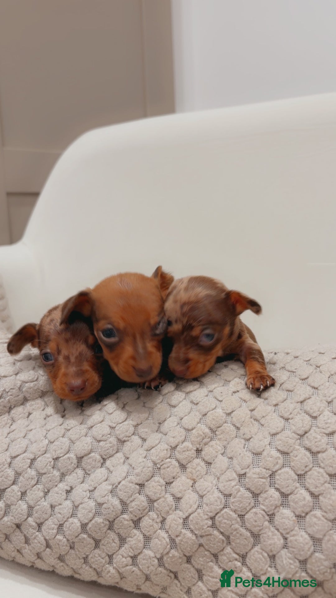 Dachshund dogs for sale: Sausage dog puppys - Advert 10