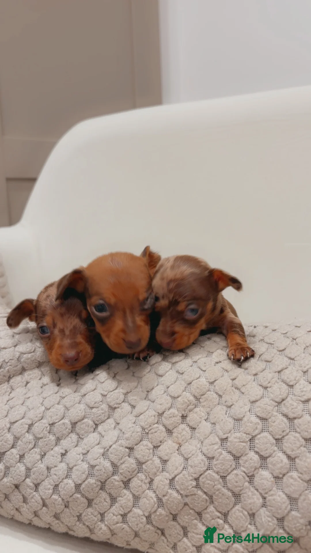 Dachshund dogs for sale: Sausage dog puppys - Advert 10