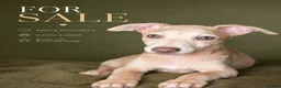 Italian Greyhound dogs for sale: Italian greyhound / whippet  - Advert 4