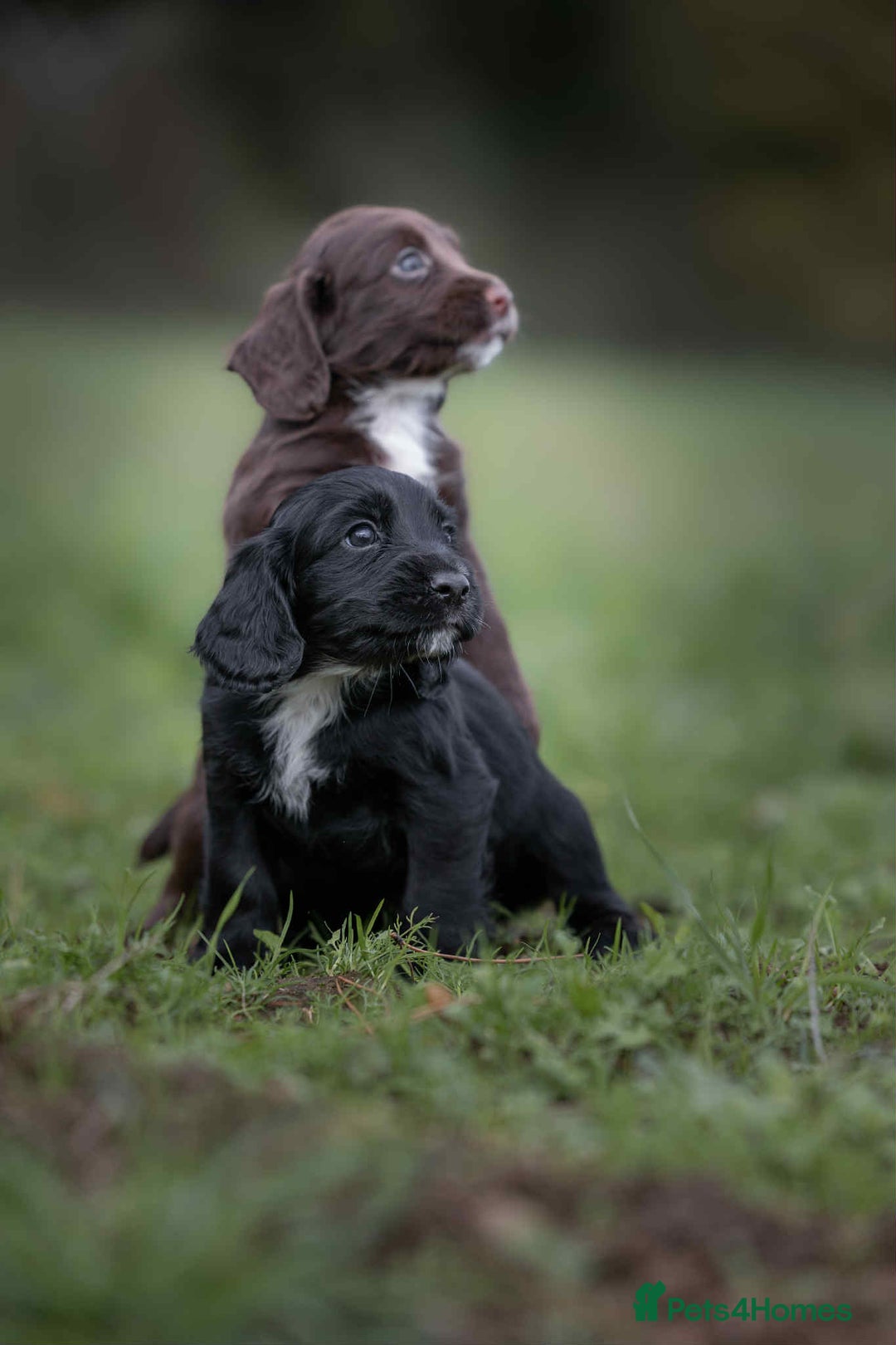 Cocker Spaniel dogs for sale: Litter of beautiful KC registered working cockers - Image 2