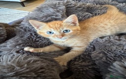 Domestic Shorthair cats for sale: Ginger female - Image 3