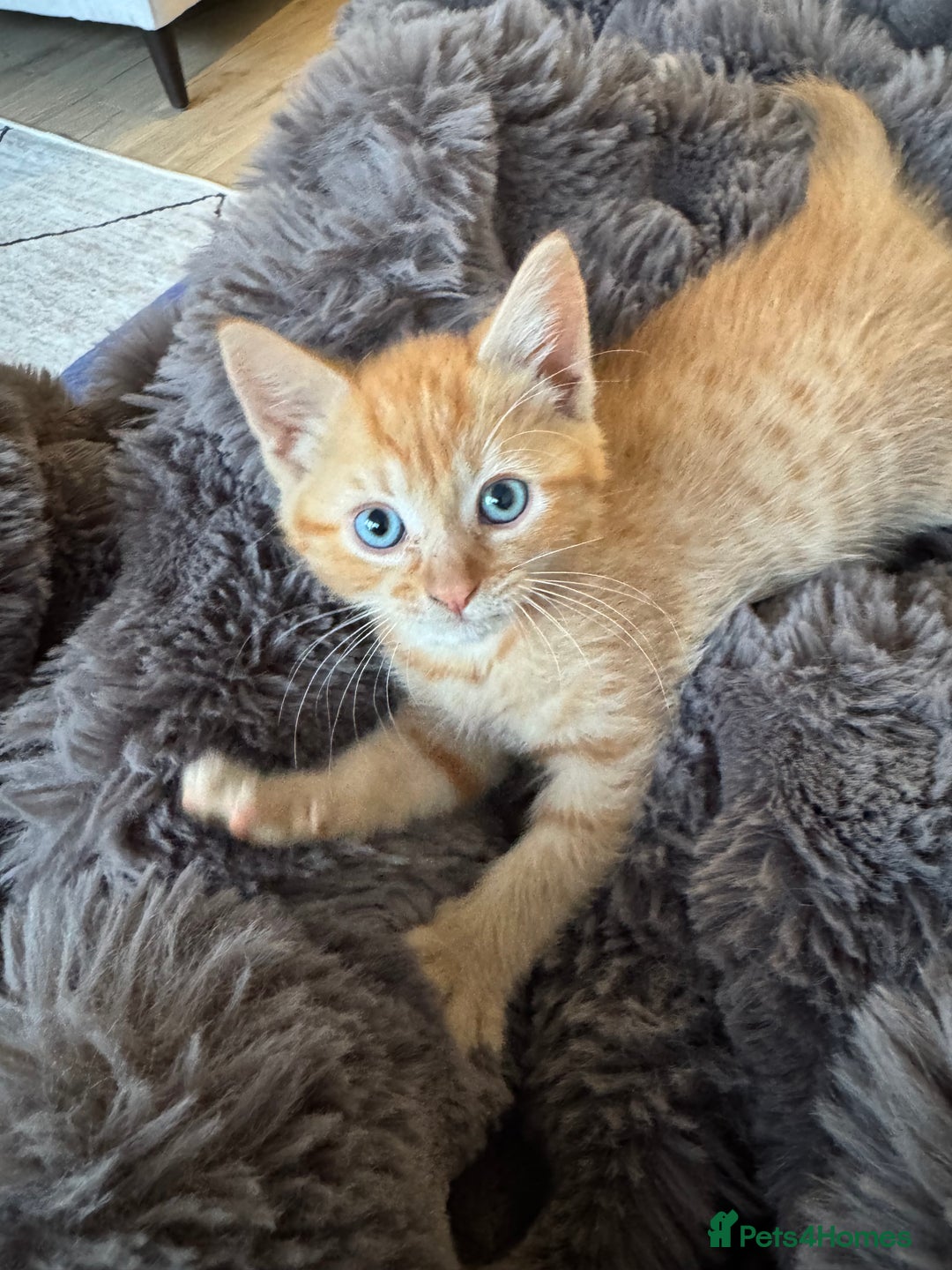 Domestic Shorthair cats for sale: Ginger female - Image 3
