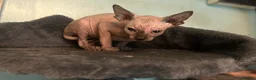 Sphynx cats for sale: Last unique split face girl with elf ears!💛 - Advert 23