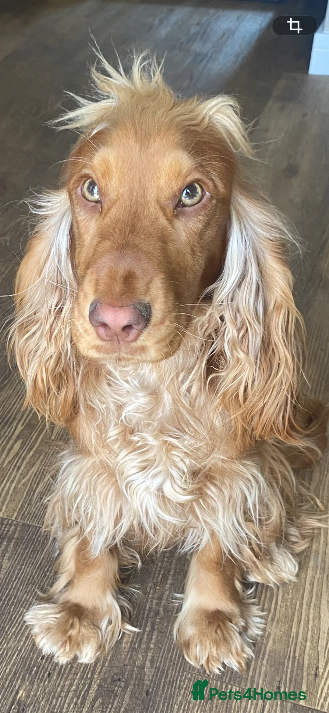 Cocker Spaniel dogs for sale: Cocker spaniel  in Leicester - Advert 2