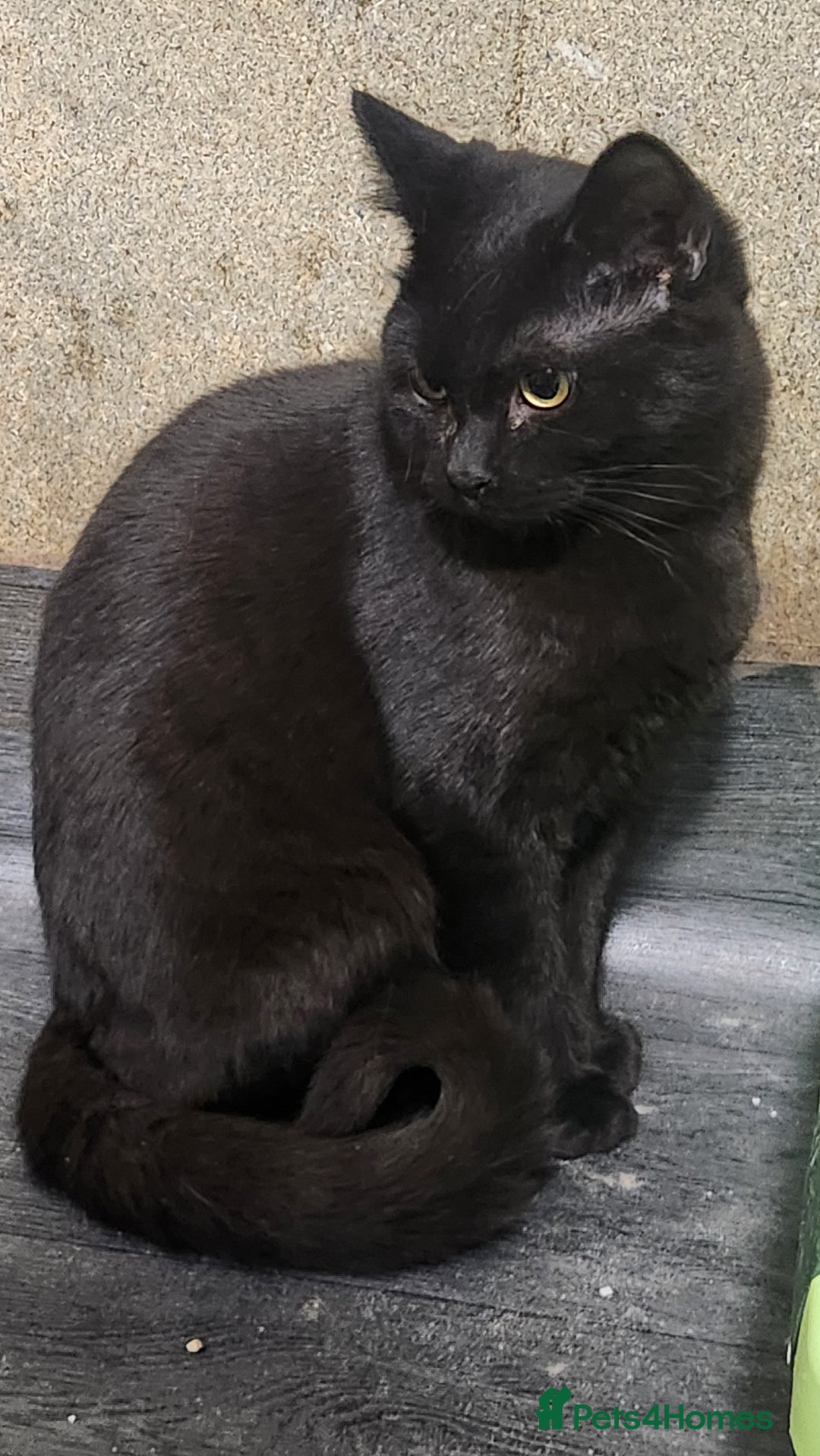 British Shorthair cats for sale: British short hair kitten - Advert 2