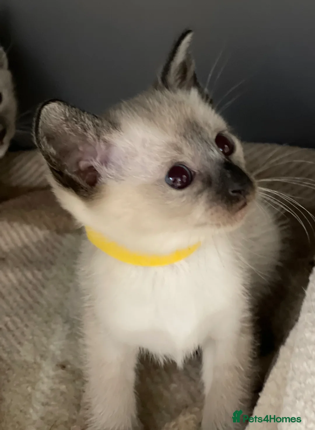 Siamese cats for sale: Traditional GCCF Registered  Siamese Kittens.  - Advert 25