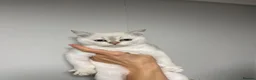 Scottish Fold cats for sale: LOVELY PUREBRED SCOTTISH FOLD KITTENS  - Advert 3