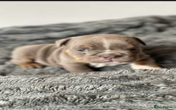 English Bulldog dogs for sale: English bulldog for sale  - Image 4