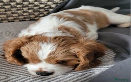 Cavalier King Charles Spaniel dogs for sale: Cavalier King Charles Spaniel Puppy - Image 5