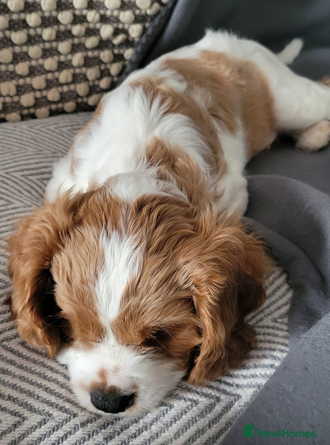 Cavalier King Charles Spaniel dogs for sale: Cavalier King Charles Spaniel Puppy - Image 5