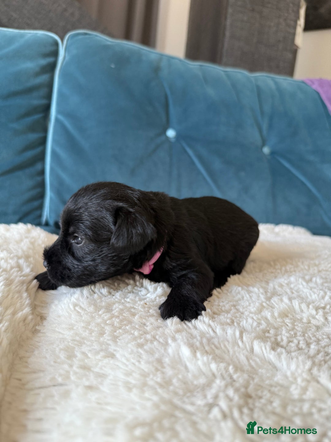 Miniature Schnauzer dogs for sale: Beautiful litter of Miniature Shnauzers  - Image 20