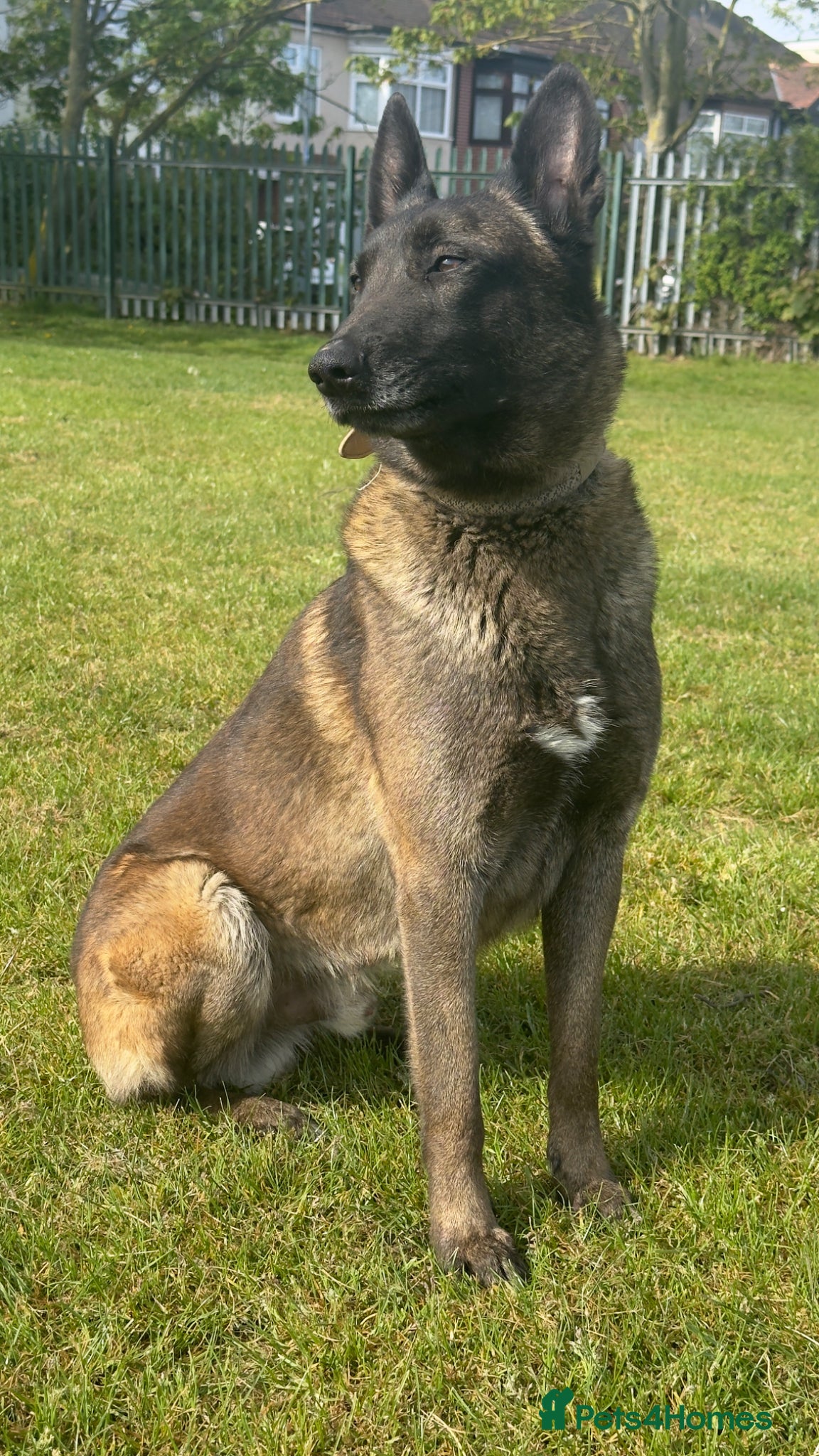 Belgian Shepherd Dog dogs SIMBA  - Advert 2