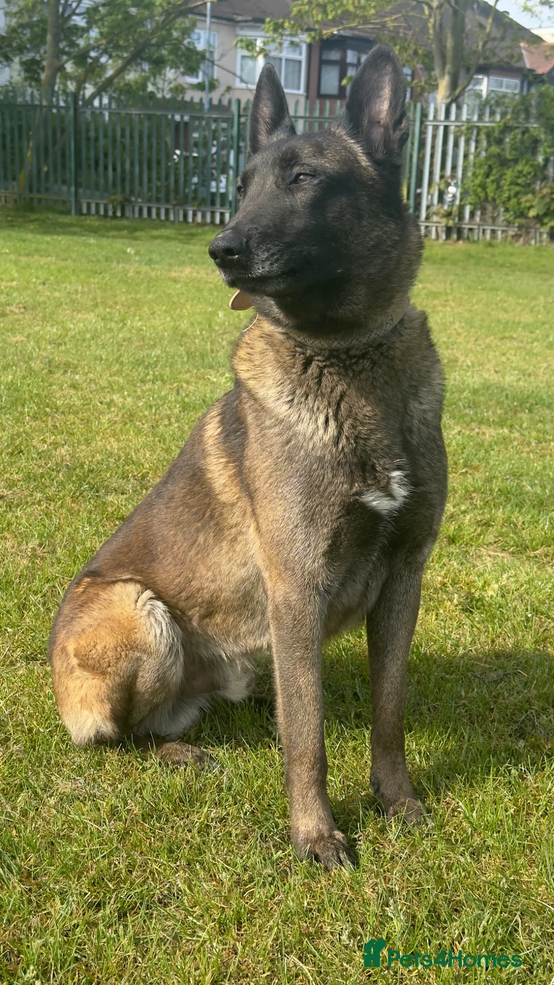 Belgian Shepherd Dog dogs for sale: SIMBA  in Romford - Advert 1