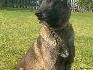 Belgian Shepherd Dog dogs SIMBA - Advert 1