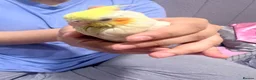 Cockatiels birds for sale: Baby tamed Cockateil  - Advert 3