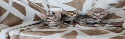 Bengal cats for sale: Bengal kittens  - Advert 3