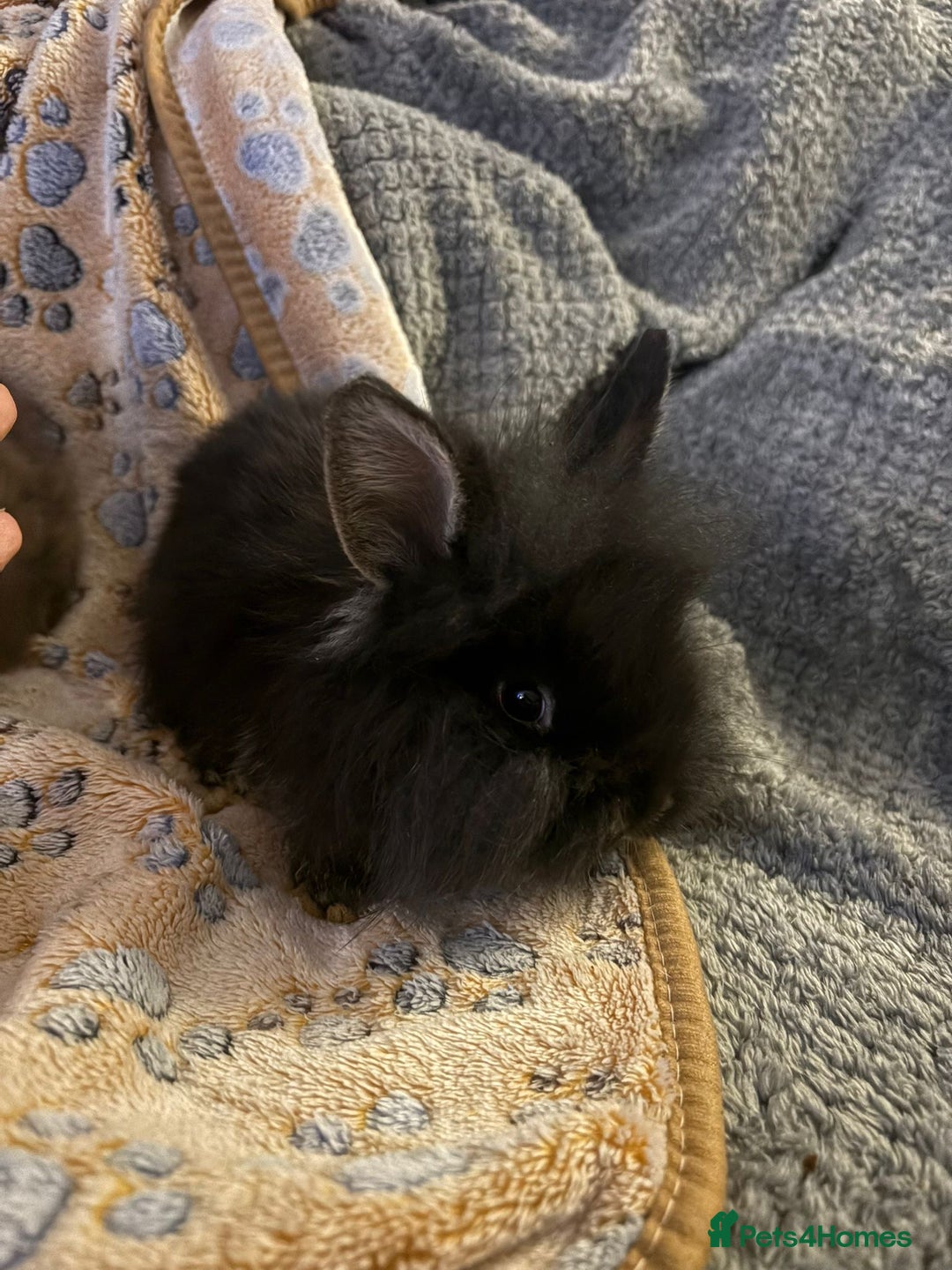 Lionhead rabbits for sale: bunnies - Advert 1