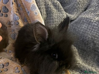 Lionhead rabbits bunnies - Advert 1