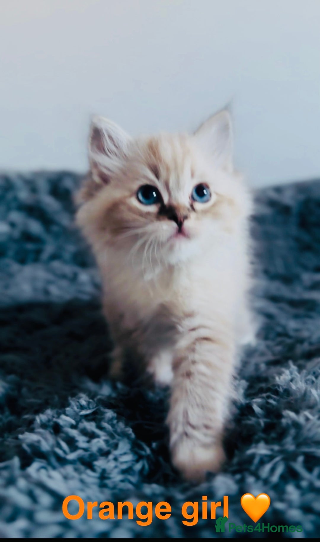 Ragdoll cats for sale: 🩷🐾Tica full Pedigree🐾EU Ragdoll 🐱🐾DNA Clear - Advert 15