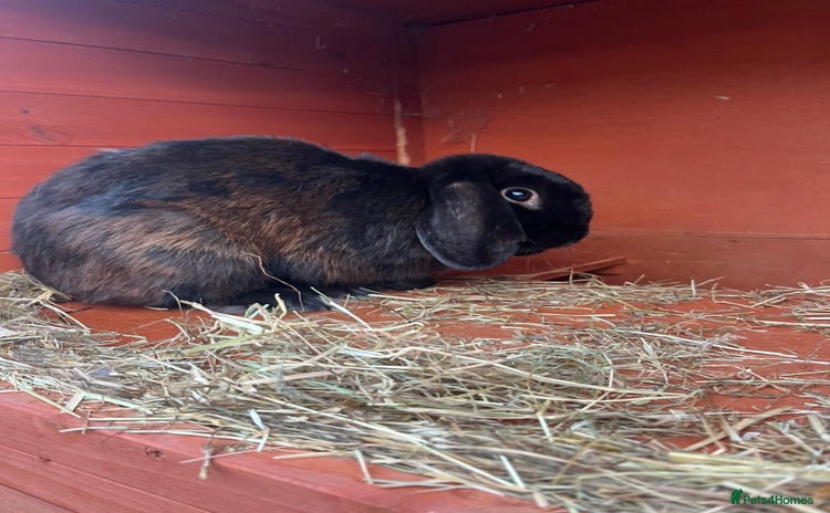 Mini Lop rabbits - Advert 1