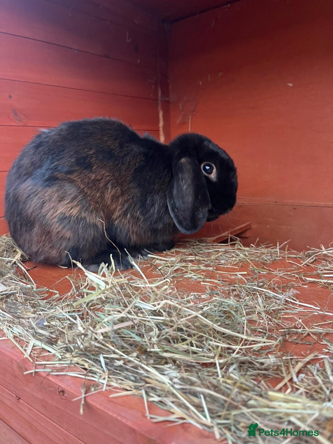 Mini Lop rabbits for sale: Two male lops for sale  - Image 1