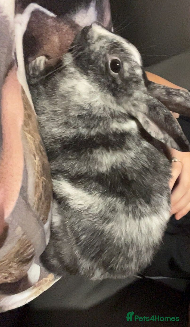 Mixed Breed rabbits Mabel  - Advert 1