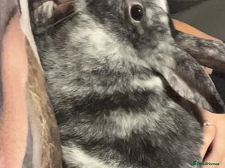 Mixed Breed rabbits Mabel - Advert 15