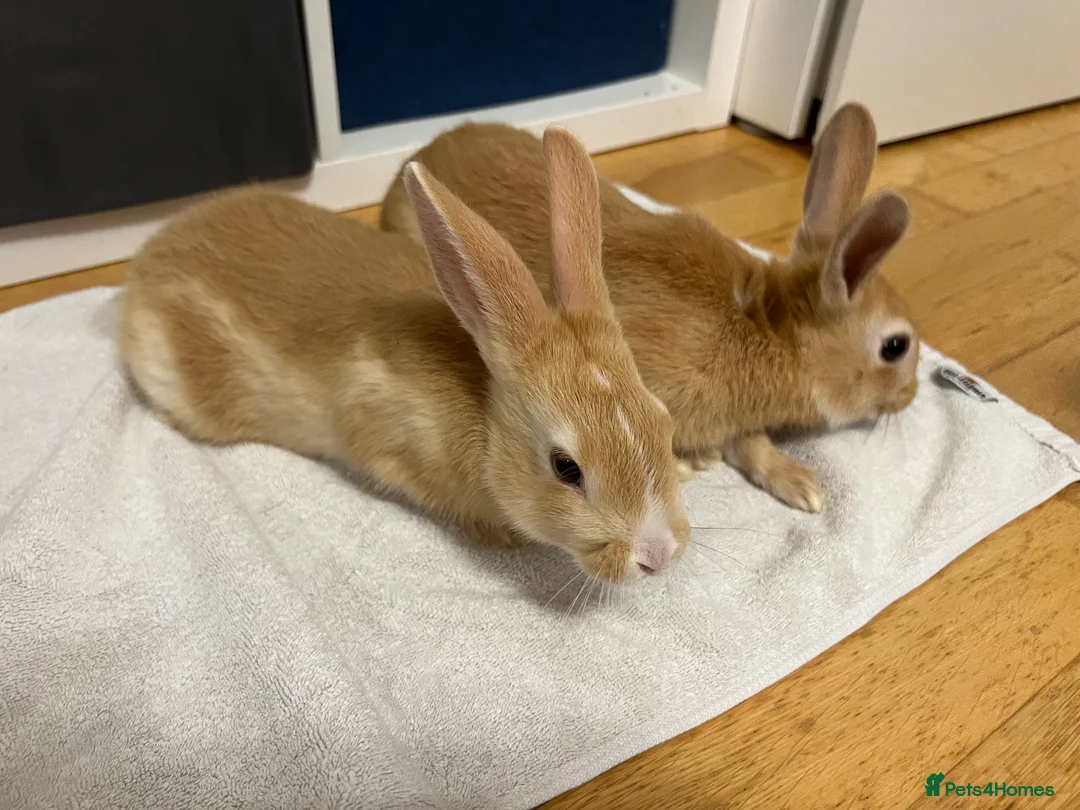 Mixed Breed rabbits for sale: Cutest rabbit brothers  - Advert 7