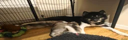 Canadian Eskimo Dog dogs for sale: 17 week old male & female Canadian Eskimo Puppies - Advert 9