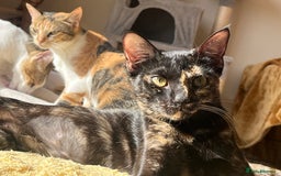 Mixed Breed cats for adoption: Bonded Sisters Lana and Reya 💕 - Image 9