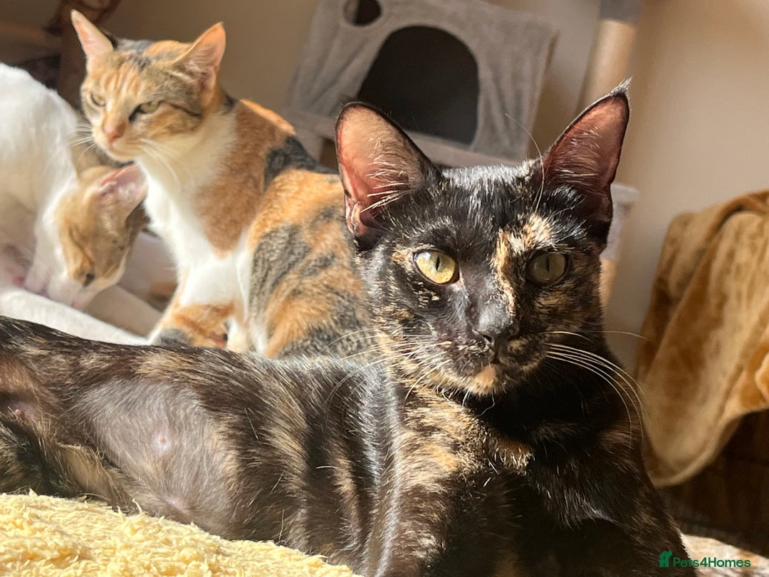 Mixed Breed cats for adoption: Bonded Sisters Lana and Reya 💕 - Image 9