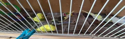 Budgerigars birds for sale: Gorgeous Baby Budgies - Advert 18