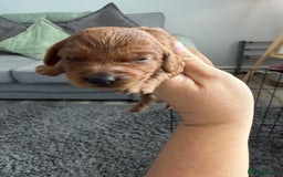 Cockapoo dogs for sale: F1B cockapoofor sale - Image 5
