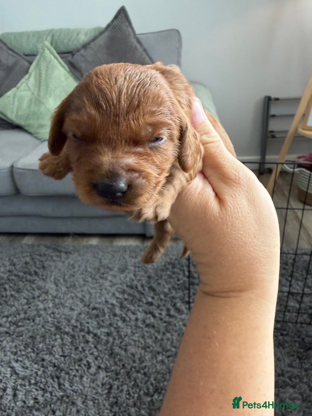 Cockapoo dogs for sale: F1B cockapoofor sale - Image 5