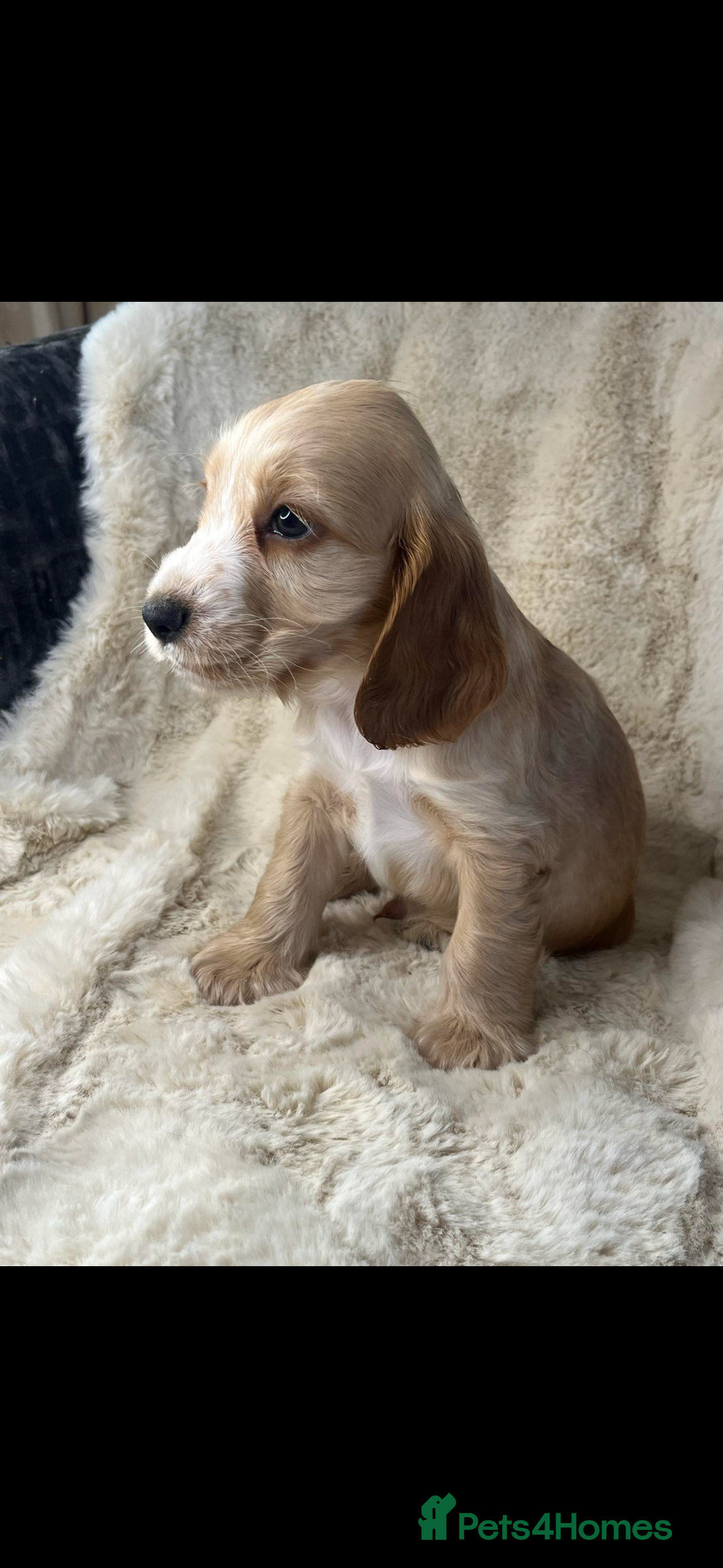 Cocker Spaniel dogs Health tested cocker spaniel puppies  - Advert 10