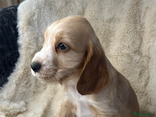 Cocker Spaniel dogs Health tested cocker spaniel puppies - Advert 10